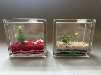 Two Glass Cube Beta Fish Aquariums