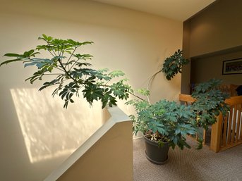 Live Potted Umbrella Tree