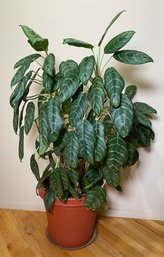 Live Potted Aglaonema Nitidum Or Chinese Evergreen Plant