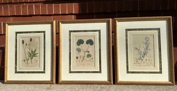 Three W. Baxter Botanic Garden Botanicals, Hand Colored Prints, 1837