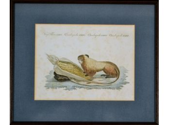 18th Century Hand Colored Monkey Print