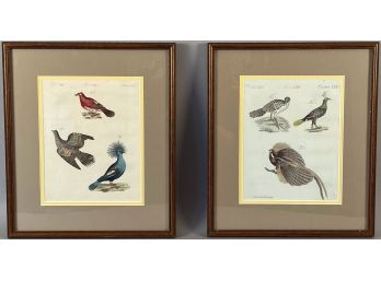 Two 18th Century Prints Of Birds: Pigeons And Pheasants