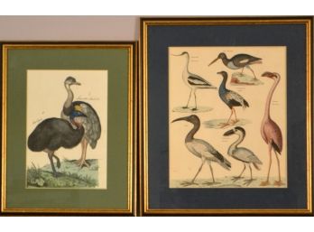 Two Bird Prints: Ostriches And Water Birds