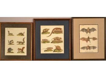 Three 19th Century Animal Species Prints Of Bats, Squirrels And Armadillos