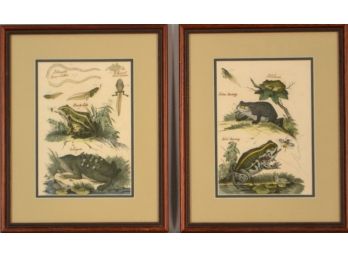 Two 19th Century Toad Prints