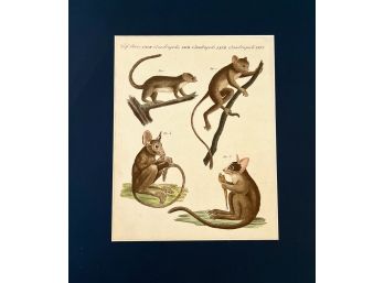 19th Century Print Of Four Maki (Lemurs)