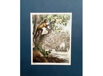 19th Century Print Of The Rothe Howler Monkey