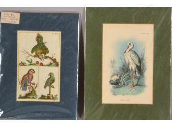 Two Prints Of Birds: Parrots, 1790  And White Stork, 1896