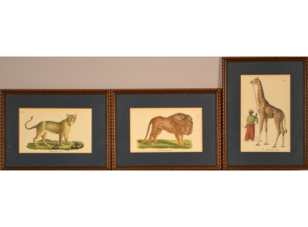 Three 19th Century Animal Prints: Lioness, Lion And Giraffe