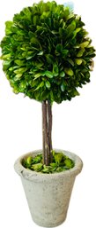 Preserved Boxwood Topiary In Pottery Container