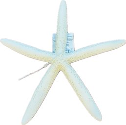 Starfish - With Tag - From Phillippines