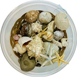 Assorted Sea Shells