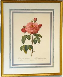 Framed Botanical - Rose Botanical - Duchess Of Orleans Rose - Rosa Gallica Aurelianensis