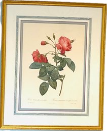 Framed Botanical - Rosa Reclinata Flore