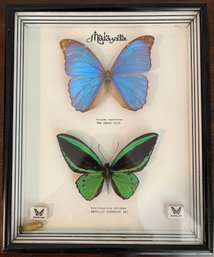 Framed Butterflies - Signed Malaysia