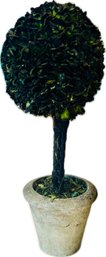 Potted Boxwood Topiary In Stoneware Pot