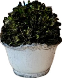 Ceramic Crackle Glaze Cache Pot With Removable Boxwood Topiary