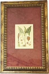 Framed Botanical Print