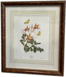 Framed Columbine With Butterflies Print