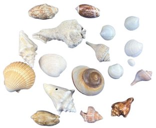 Seashell Collection