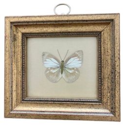 Framed Butterfly - Signed 'Swain's Art Store'
