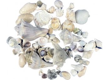 Seashell Collection