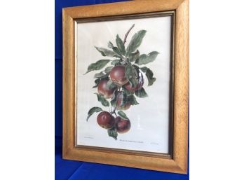 Vintage Apple Print