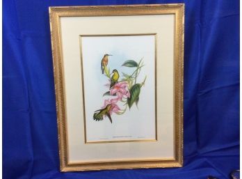 Gould Hummingbirds & Pink Flower Botanical Print