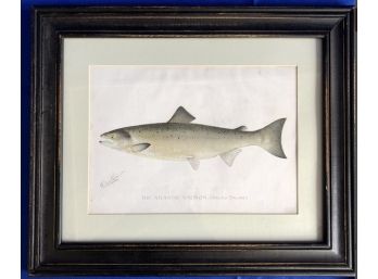 Salmon Print By Denton