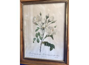 Vintage Framed Botanical