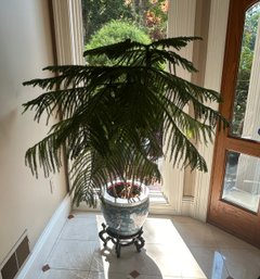 Large Planter And Pedestal With Norfolk Pine Tree