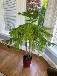 Norfolk Island Pine Tree In Red Planter