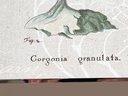 (A-124) VINTAGE MIRROR FRAMED 'GORGONIA GRANULATA' WALL ART - 19 1/4' X 23' W/FRAME