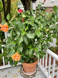 (A) One HIBISCUS TREES IN LARGE TERRACOTTA POTS - ABOUT 5' TALL