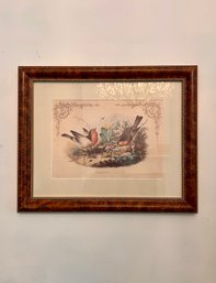 (DR-1) ANTIQUE FRAMED HAND COLORED SONGBIRD LITHOGRAPH 'REDBREAST' PAULJERRARD, LONDON LITHOGRAPHER C.1860