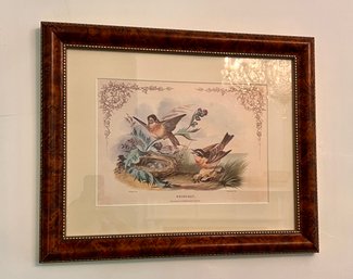 (DR-2) ANTIQUE FRAMED HAND COLORED SONGBIRD LITHOGRAPH 'WHINCHAT' PAULJERRARD, LONDON LITHOGRAPHER C.1860 -