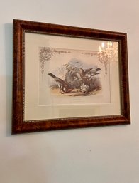 (DR-3) ANTIQUE FRAMED HAND COLORED SONGBIRD LITHOGRAPH 'CHAFFINCH' PAULJERRARD, LONDON LITHOGRAPHER C.1860