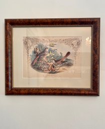 (DR-4) ANTIQUE FRAMED HAND COLORED SONGBIRD LITHOGRAPH 'NIGHTINGALE' PAULJERRARD, LONDON LITHOGRAPHER C.1860