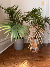 (LIB) PAIR OF LIVE FERNS IN POTS - APPROX 40' HIGH