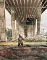 (Art-) VERY COOL FRAMED ART PHOTO OF A BEAR UNDER URBAN BRIDGE- 18' BY 24'