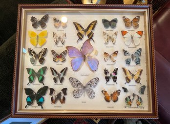 (UB-29) VINTAGE FRAMED & IDENTIFIED BUTTERFLY SPECIMENS - SOME ARE MISSING PARTS OF THEIR WINGS - 18' BY 22'