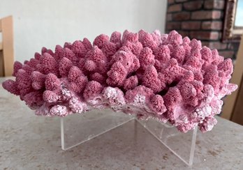 (X)  BIG PIECE OF NATURAL PINK CORAL WITH SHELLS ATTACHED -14' BY 12'