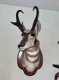 (C-12) VINTAGE MOUNTED TAXIDERMY PRONGHORN ANTELOPE - EXCELLENT CONDITION - 30' BY 19' BY 15'
