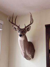 (C-13) VINTAGE MOUNTED TAXIDERMY 10 POINT WHITETAIL DEER - EXCELLENT CONDITION - 36' BY 19' BY 11'