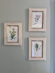 (UPHALL) COLLECTION OF SIX VINTAGE FRAMED BOTANICAL FLORAL PRINTS - 13' BY 10'