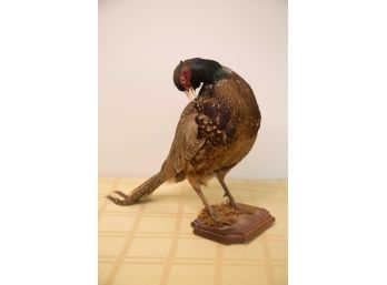 B-6- TAXIDERMY PHEASANT - 22 INCHES TALL