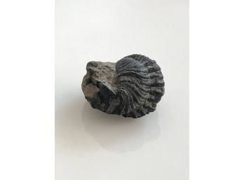 (C-27) TRILOBITE FOSSIL - ELLIPSOCEPHALUS HOFFI - JINETZ, BOHEMIA - CAMBRIAN- 500 MIL. YEARS OLD - 1'