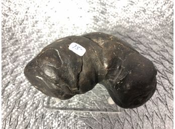 (A-10) FOSSILIZED COPROLITE - SHARK OR DINO DUNG - 15 MIL. YRS.- MIOCENE PERIOD -S. CAROLINA - 4.5' BY 2.5'