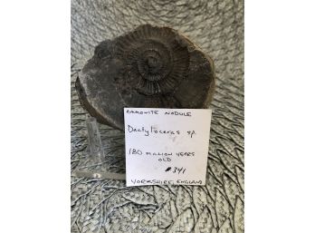 (A-14) AMMONITE NODULE  FOSSIL -DACTYLIOCERA - YORKSHIRE ENGLAND - JURASSIC -180 MIL. YRS.-OLD - 4' BY 2.75'