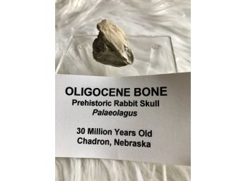 (B-13) PREHISTORIC RABBIT SKULL -PALAEOLAGUS - CHADRON, NEBRASKA - OLIGOCENE, 30 MIL. YRS.- 1.5' BY 1